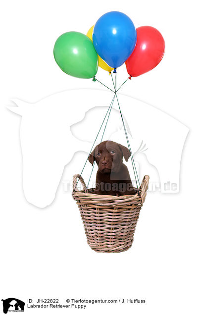 Labrador Retriever Puppy / JH-22822