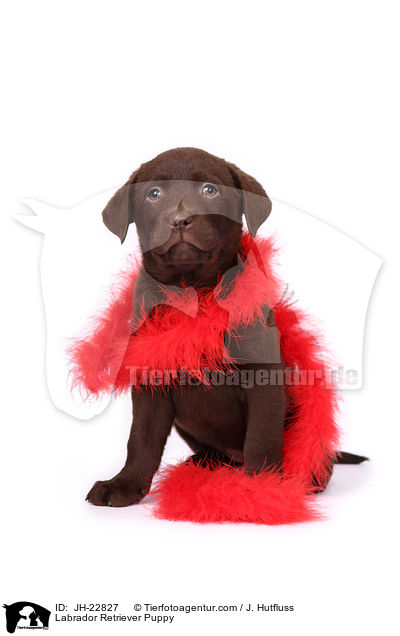 Labrador Retriever Puppy / JH-22827