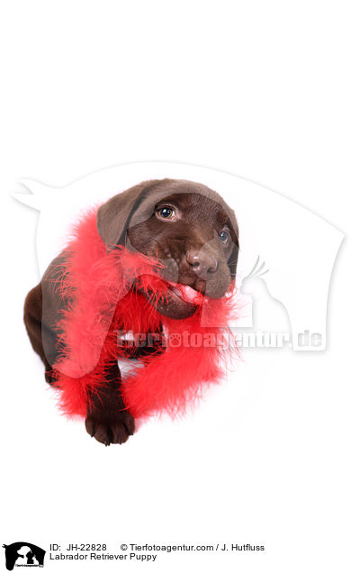 Labrador Retriever Puppy / JH-22828