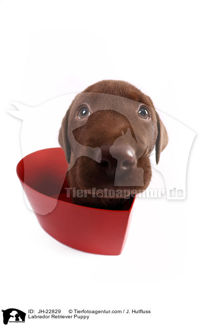 Labrador Retriever Puppy / JH-22829