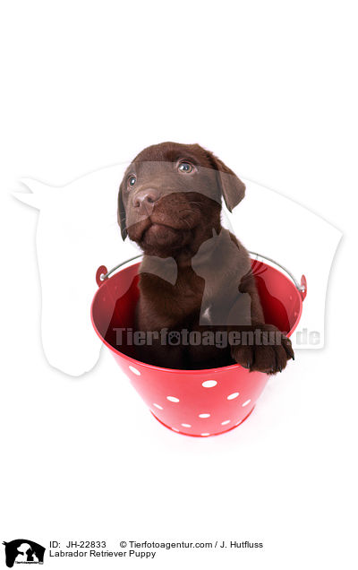 Labrador Retriever Puppy / JH-22833