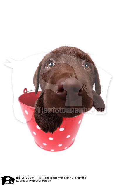 Labrador Retriever Puppy / JH-22834