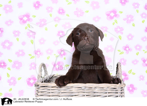 Labrador Retriever Puppy / JH-22838