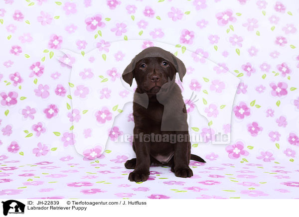 Labrador Retriever Puppy / JH-22839