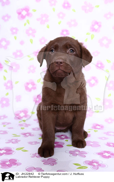 Labrador Retriever Puppy / JH-22842