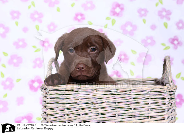 Labrador Retriever Puppy / JH-22843