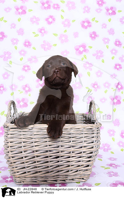 Labrador Retriever Puppy / JH-22848