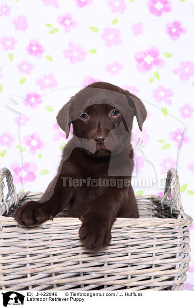 Labrador Retriever Puppy / JH-22849