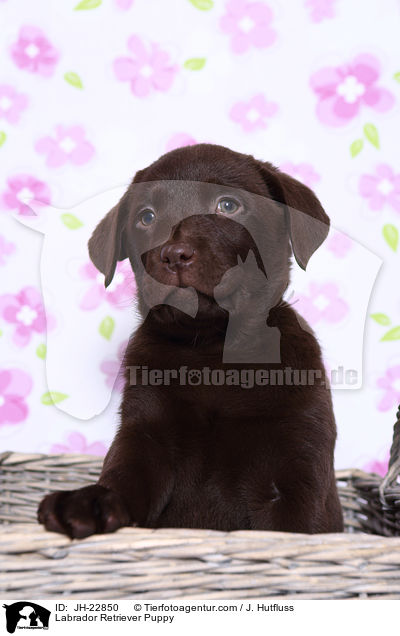 Labrador Retriever Puppy / JH-22850