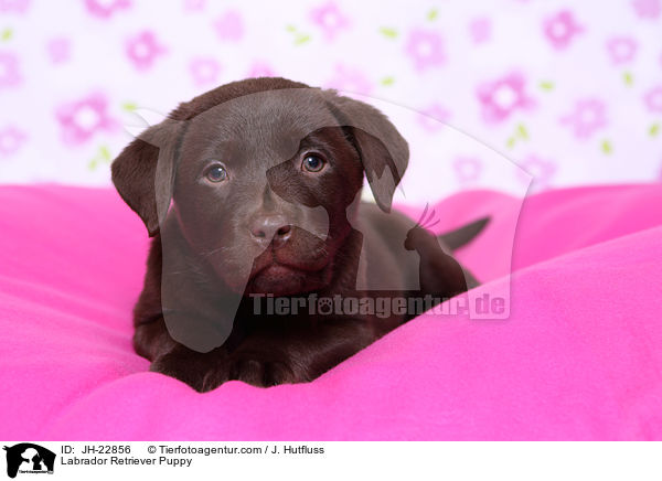 Labrador Retriever Puppy / JH-22856
