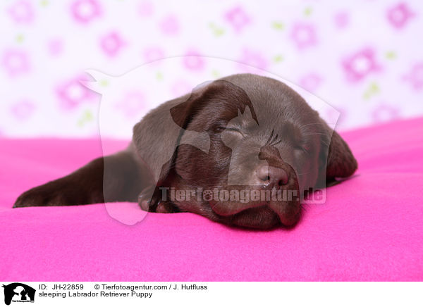 sleeping Labrador Retriever Puppy / JH-22859