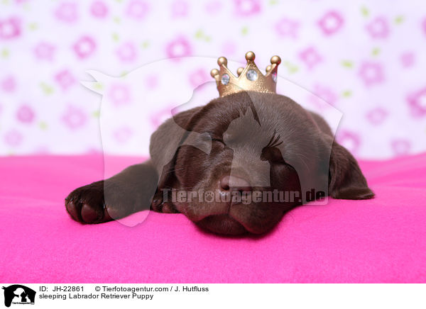 sleeping Labrador Retriever Puppy / JH-22861
