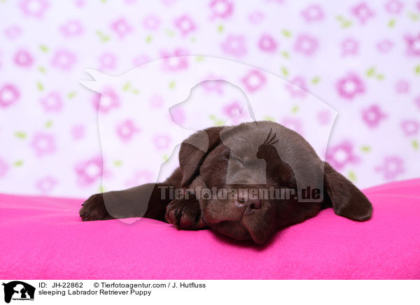 sleeping Labrador Retriever Puppy / JH-22862