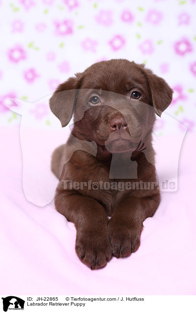 Labrador Retriever Puppy / JH-22865