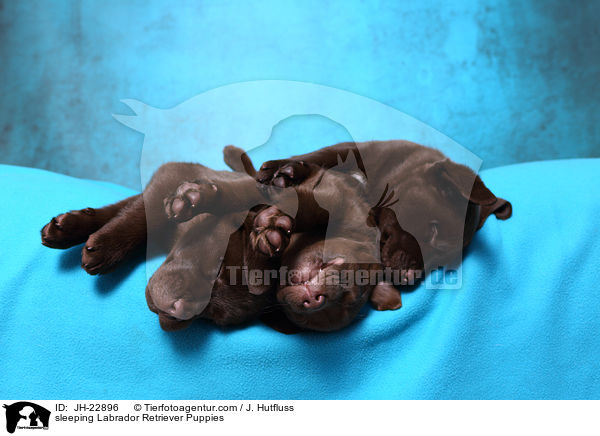 sleeping Labrador Retriever Puppies / JH-22896