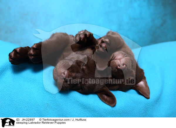 sleeping Labrador Retriever Puppies / JH-22897