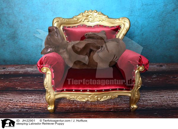 sleeping Labrador Retriever Puppy / JH-22901