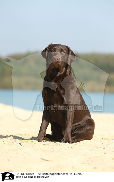 sitting Labrador Retriever / KL-15976