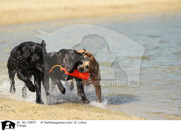 3 dogs / KL-15977