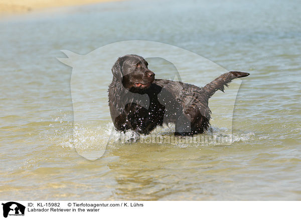 Labrador Retriever in the water / KL-15982