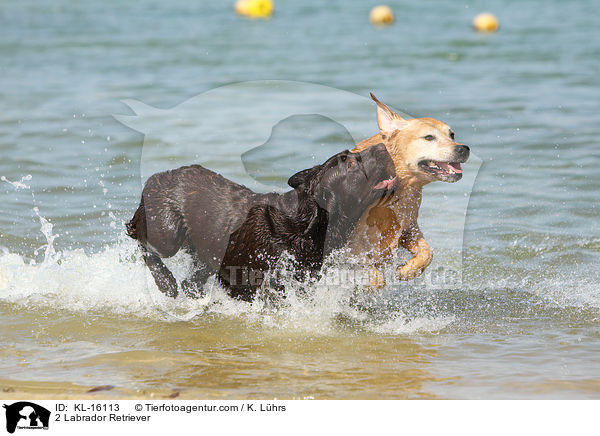 2 Labrador Retriever / KL-16113