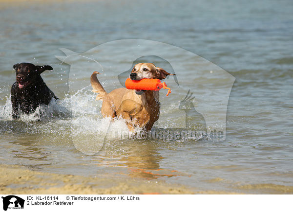 2 Labrador Retriever / KL-16114