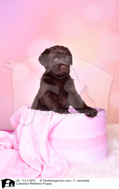 Labrador Retriever Puppy / YJ-11972