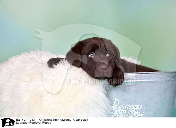 Labrador Retriever Puppy / YJ-11983