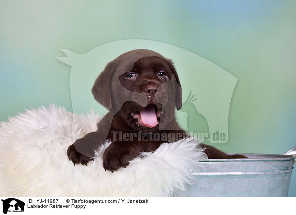 Labrador Retriever Puppy / YJ-11987