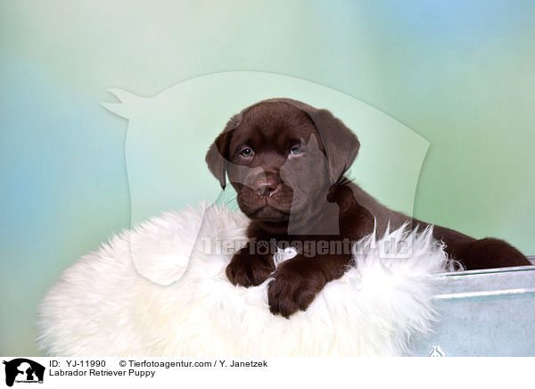 Labrador Retriever Puppy / YJ-11990
