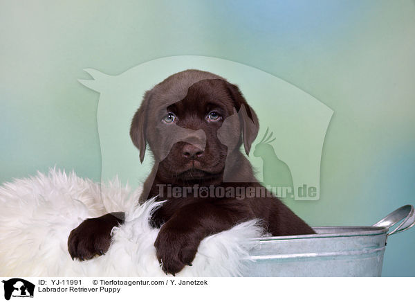 Labrador Retriever Puppy / YJ-11991