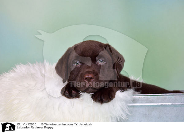 Labrador Retriever Puppy / YJ-12000