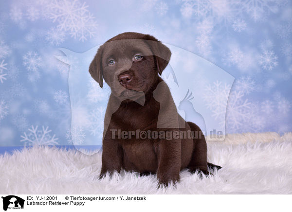 Labrador Retriever Puppy / YJ-12001