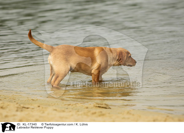 Labrador Retriever Puppy / KL-17340