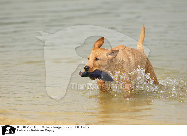 Labrador Retriever Puppy / KL-17346