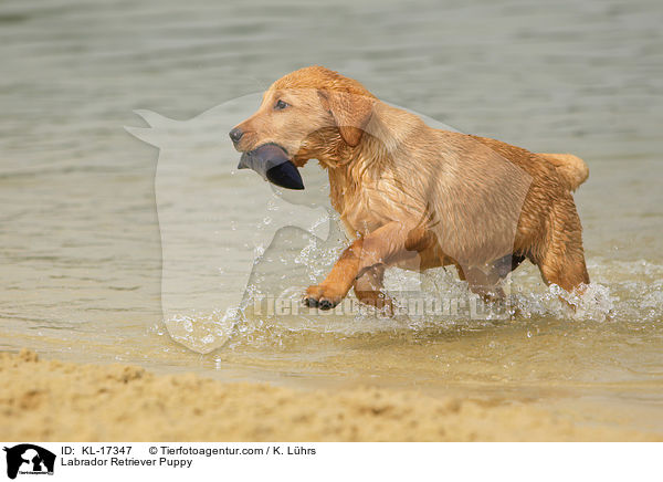 Labrador Retriever Puppy / KL-17347