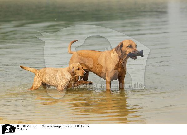 2 dogs / KL-17350