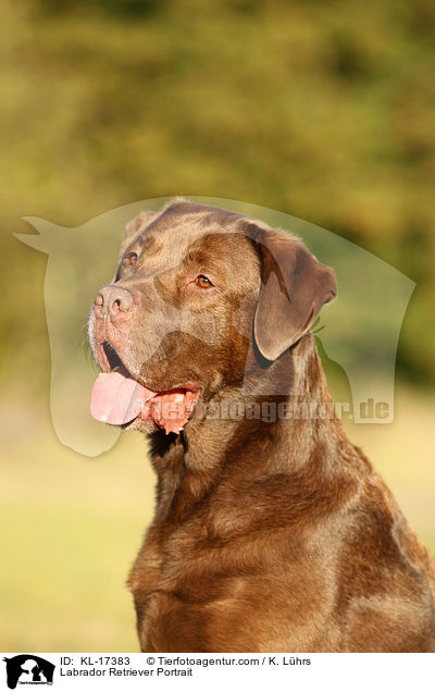 Labrador Retriever Portrait / KL-17383
