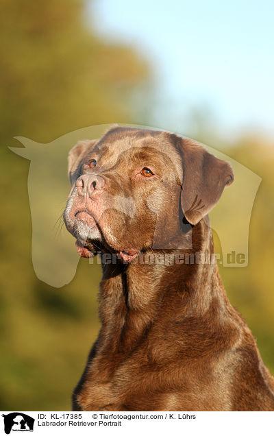 Labrador Retriever Portrait / KL-17385