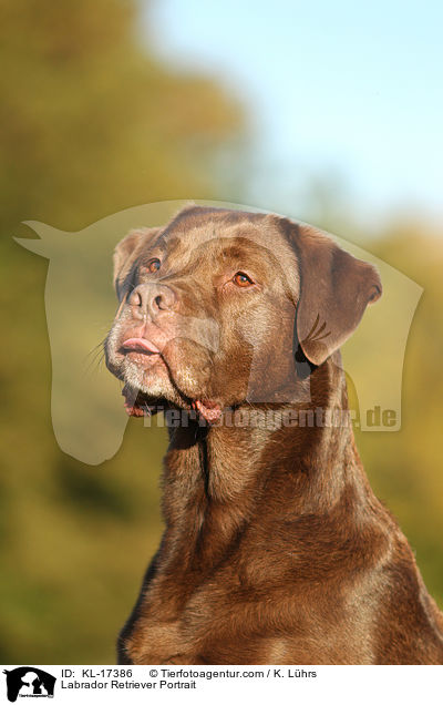 Labrador Retriever Portrait / KL-17386