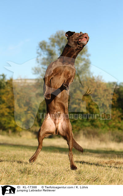 jumping Labrador Retriever / KL-17388
