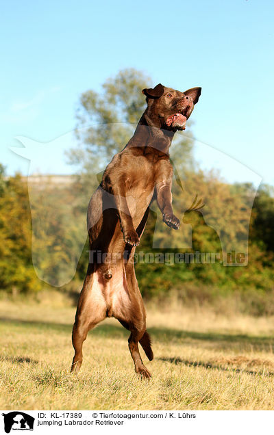 jumping Labrador Retriever / KL-17389