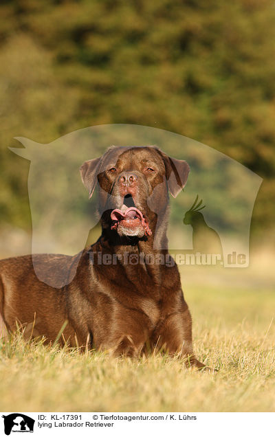 lying Labrador Retriever / KL-17391