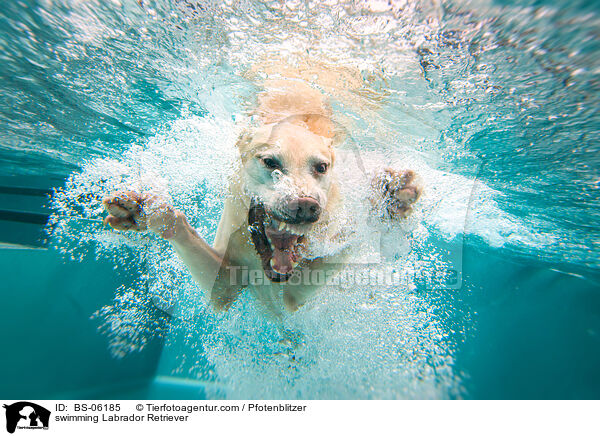 schwimmender Labrador Retriever / swimming Labrador Retriever / BS-06185