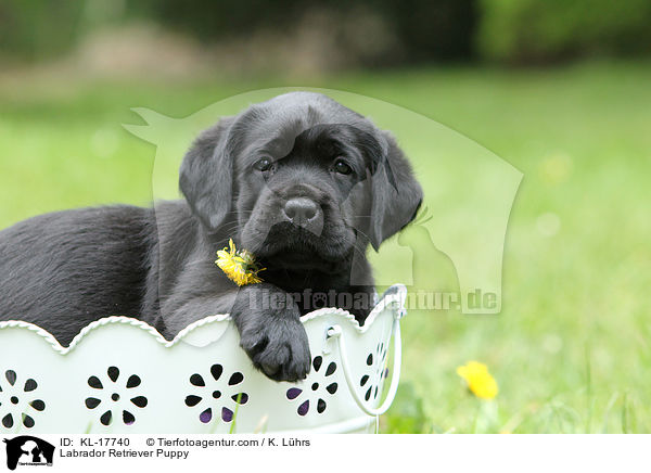 Labrador Retriever Welpe / Labrador Retriever Puppy / KL-17740