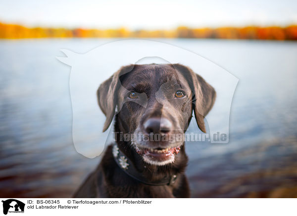 old Labrador Retriever / BS-06345