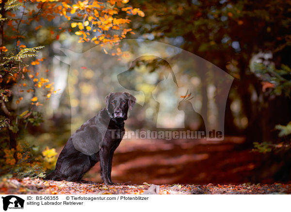 sitting Labrador Retriever / BS-06355
