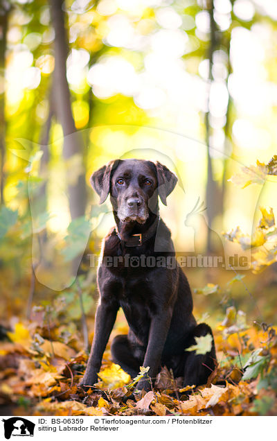 sitting Labrador Retriever / BS-06359