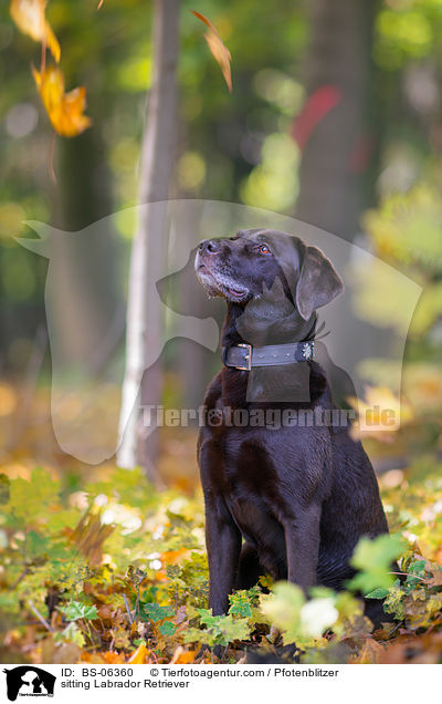 sitting Labrador Retriever / BS-06360