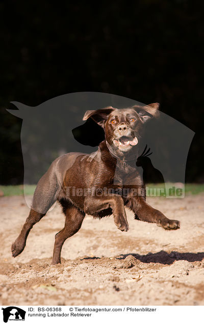 running Labrador Retriever / BS-06368